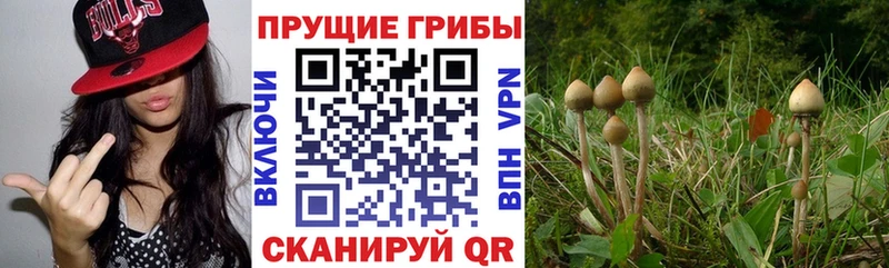 Галлюциногенные грибы Psilocybine cubensis  купить наркотики цена  Венёв 